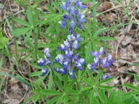 Lupine